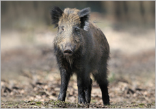 イノシシの画像