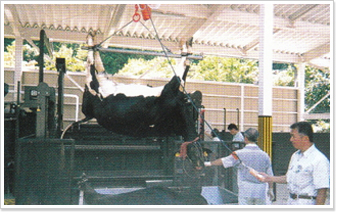 死亡牛の処理の写真